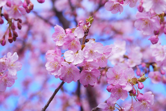 Fototapete Prächtige Kirschblüte