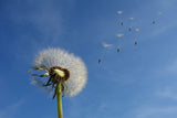 Fototapete Pusteblume - ich wünsch mir was