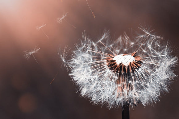 Fototapete Pusteblume im Abendlicht