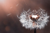 Fototapete Pusteblume im Abendlicht