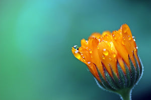 Fototapete Ringelblume im Morgentau