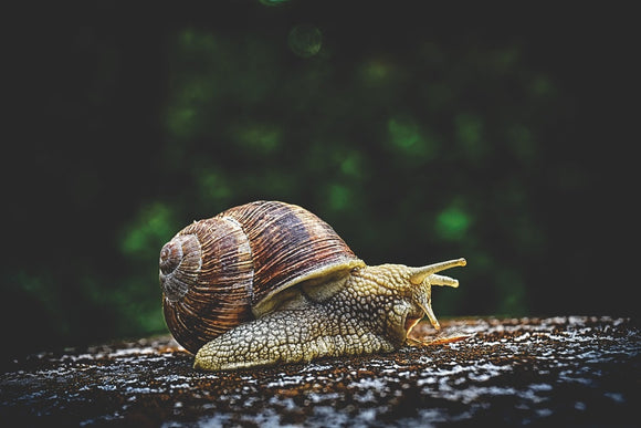 Fototapete Schnecke XXL