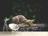 Fototapete Schnecke XXL - SoiréeArts