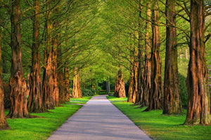 Fototapete Schöne Allee in der Natur