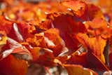 Fototapete Schönes Herbstlaub