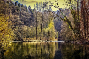 Fototapete See im Wald