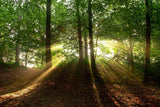 Fototapete Sonne im Wald