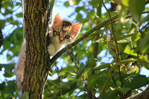 Fototapete Süsses Katzen Kind