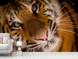 Fototapete Tiger Gesicht - SoiréeArts