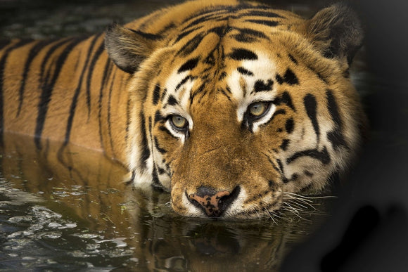 Fototapete Tiger im Wasser