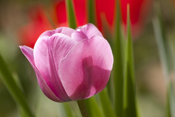 Fototapete Tulpe pretty in pink