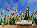 Fototapete Tulpen ragen zum Himmel - SoiréeArts