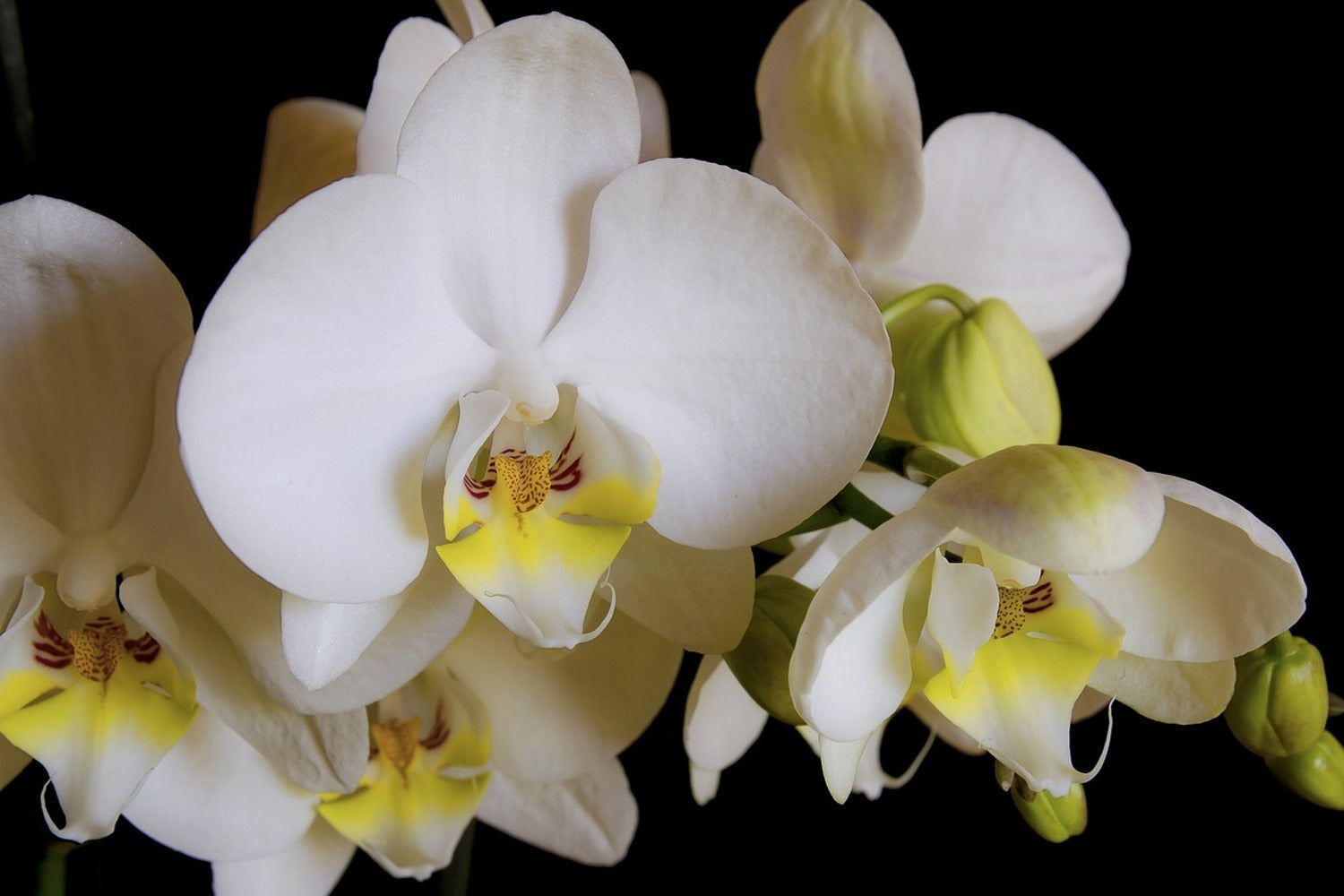 fototapete weiße orchidee Fototapete Weisse Orchideen in der Blüte