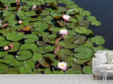 Fototapete Weisse Seerosen im Teich - SoiréeArts