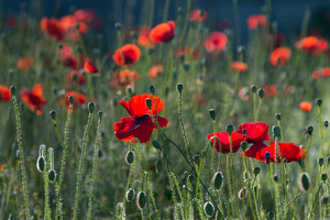 Fototapete Wilder Mohn