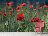 Fototapete Wilder Mohn - SoiréeArts