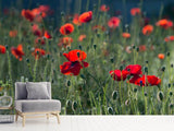 Fototapete Wilder Mohn - SoiréeArts