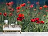 Fototapete Wilder Mohn - SoiréeArts