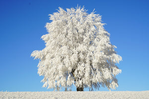 Fototapete Winter Baum