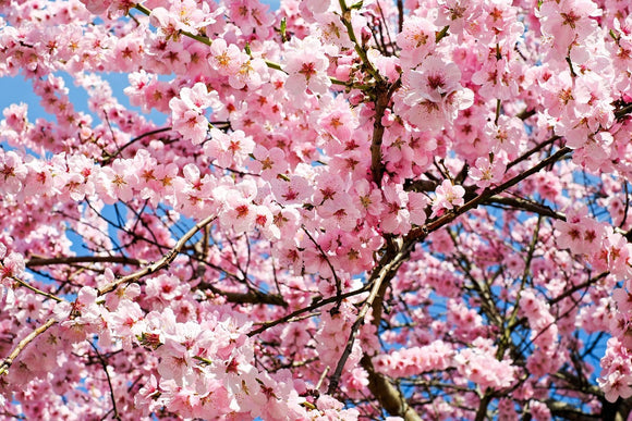 Fototapete Wundervolle Japanische Zierkirsche