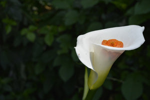 Fototapete XL Calla in weiss