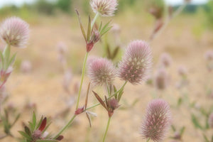 Fototapete Zarte Blumen