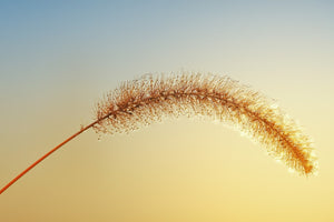 Fototapete Ziergrass in XXL