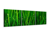 Panorama Leinwandbild 3-teilig Gras mit Morgentau