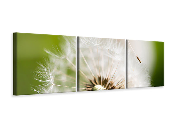 Panorama Leinwandbild 3-teilig Pusteblume Löwenzahn