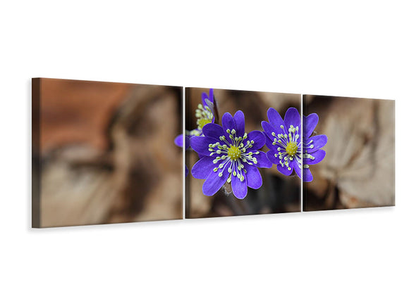 Panorama Leinwandbild 3-teilig Wildblumen