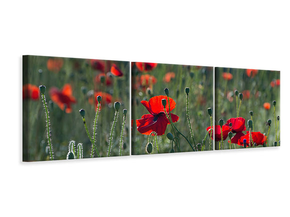 Panorama Leinwandbild 3-teilig Wilder Mohn