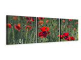 Panorama Leinwandbild 3-teilig Wilder Mohn