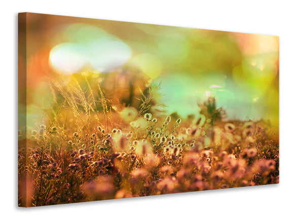 Leinwandbild Blumenwiese in der Abenddämmerung