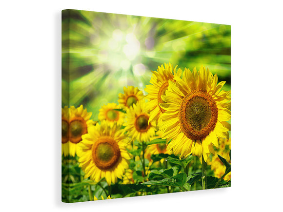 Leinwandbild Die Sonne und die Blumen