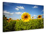 Leinwandbild Sommer-Sonnenblumen