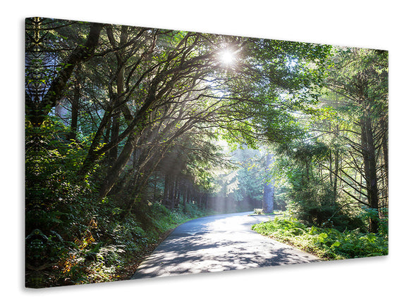 Leinwandbild Sonniger Waldweg