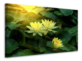 Leinwandbild Wilde Lotus