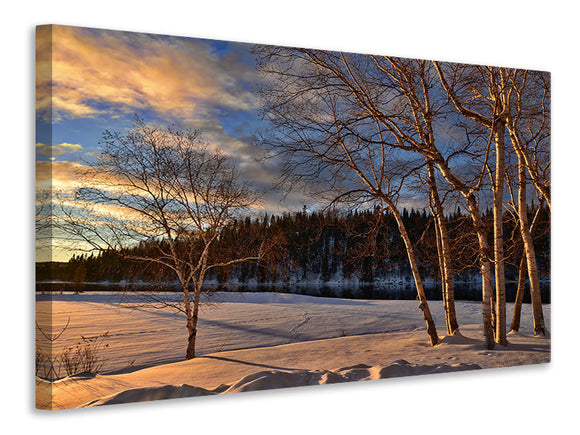 Leinwandbild Birken im Winter