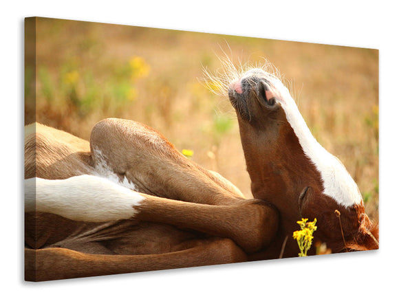 Leinwandbild Das schlafende Pferd