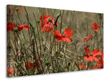 Leinwandbild Der Klatschmohn in der Natur