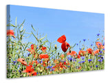 Leinwandbild Der Mohn in der Blumenwiese