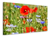 Leinwandbild Der wilde Mohn XL