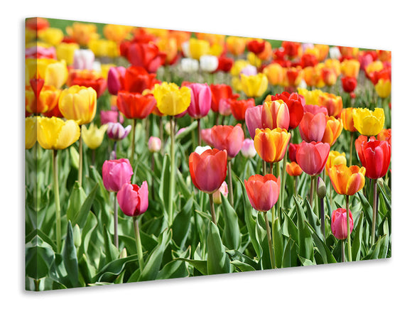 Leinwandbild Ein buntes Tulpenfeld