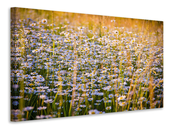 Leinwandbild Ein Feld voll Kamille