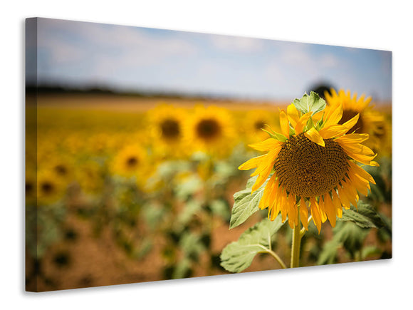 Leinwandbild Eine Sonnenblume im Feld