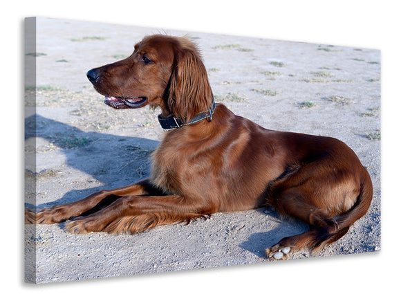 Leinwandbild Eleganter Irish Setter