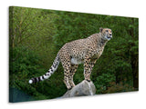 Leinwandbild Gepard auf dem Sprung