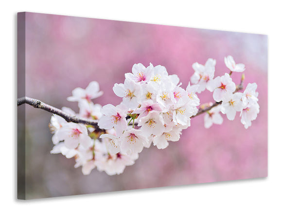 Leinwandbild Kirschblüten XXL