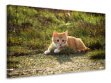 Leinwandbild Kitten in der Natur