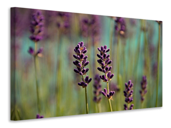 Leinwandbild Lavendel in XL